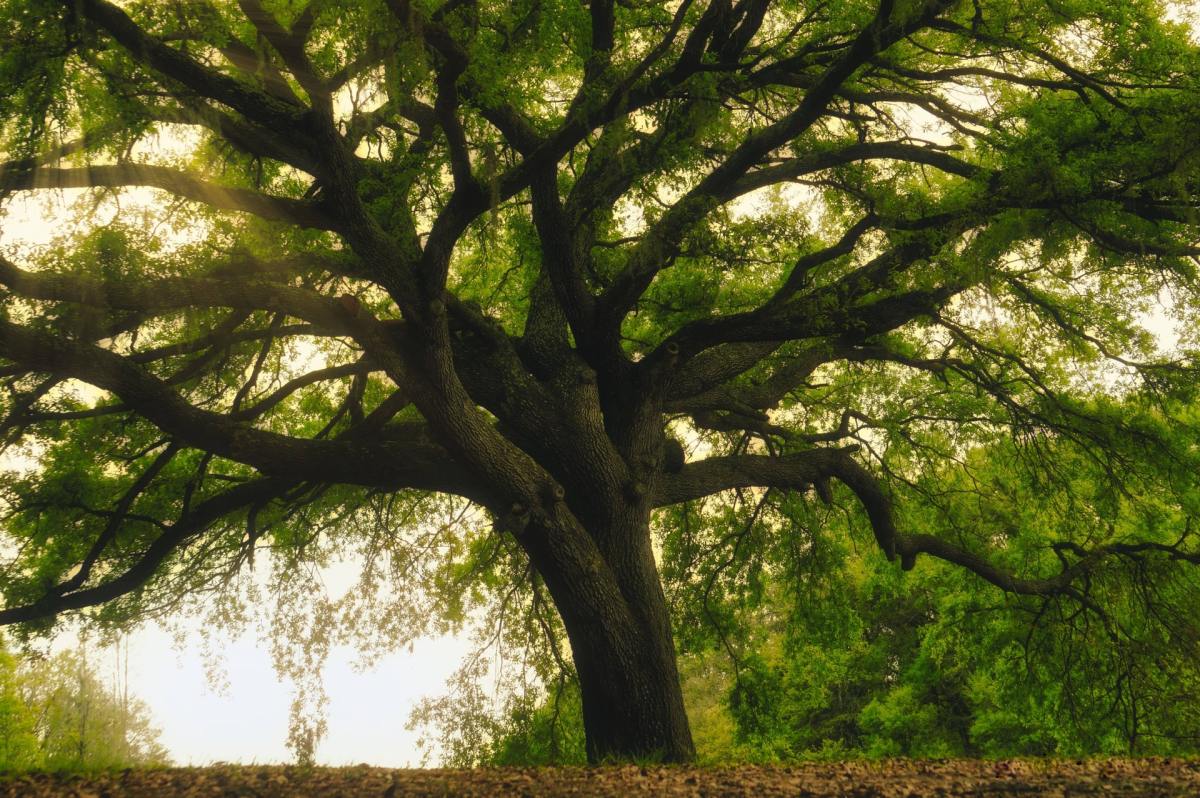 Large tree spreads branches over meadow lit by the golden hour.